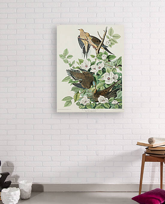 Carolina Pigeon by IStockHistory com