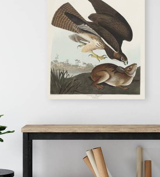 Common Buzzard by IStockHistory com