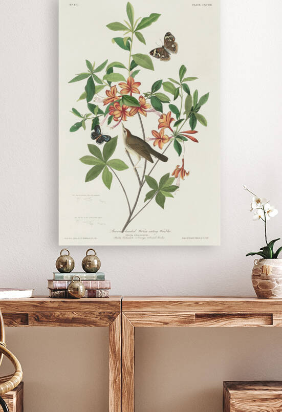 Brown headed Worm eating Warbler by IStockHistory com