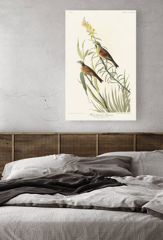 Black-Throated Bunting by IStockHistory com