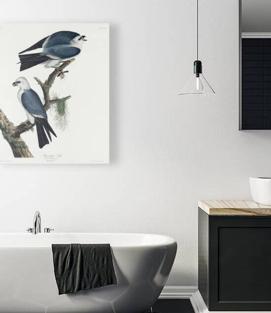 Mississippi Kite by IStockHistory com