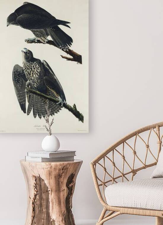 Labrador Falcon by IStockHistory com