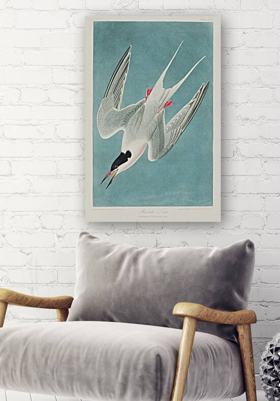 Roseate Tern by IStockHistory com