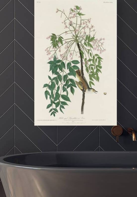 White-eyed Flycatcher or Vireo by IStockHistory com