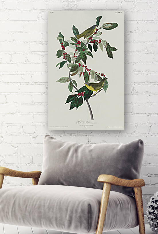 Nashville Warbler by IStockHistory com