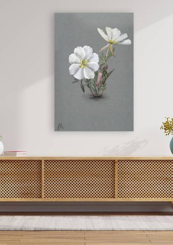 Giant Helleborine Epipactia gigantea 1880 by IStockHistory com