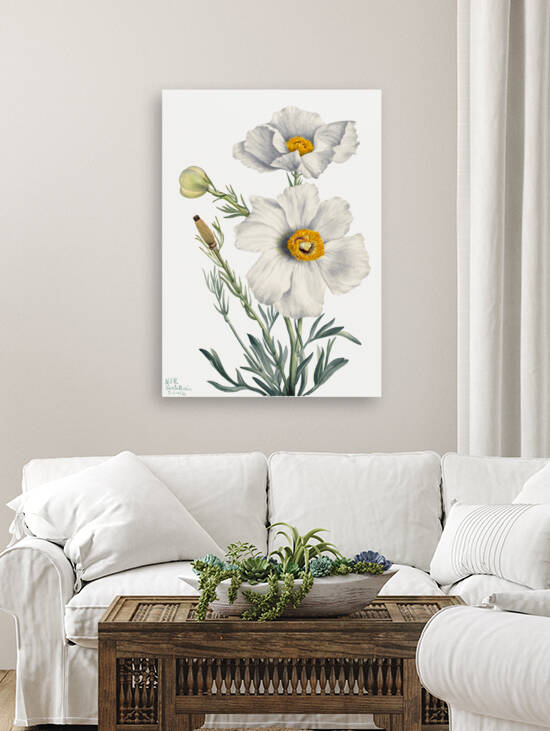 Matilija Poppy Romneya coulteri 1931 by IStockHistory com