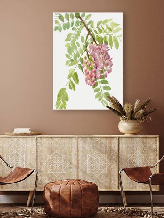 New Mexican Locust Robinia neomexicana 1938 by IStockHistory com