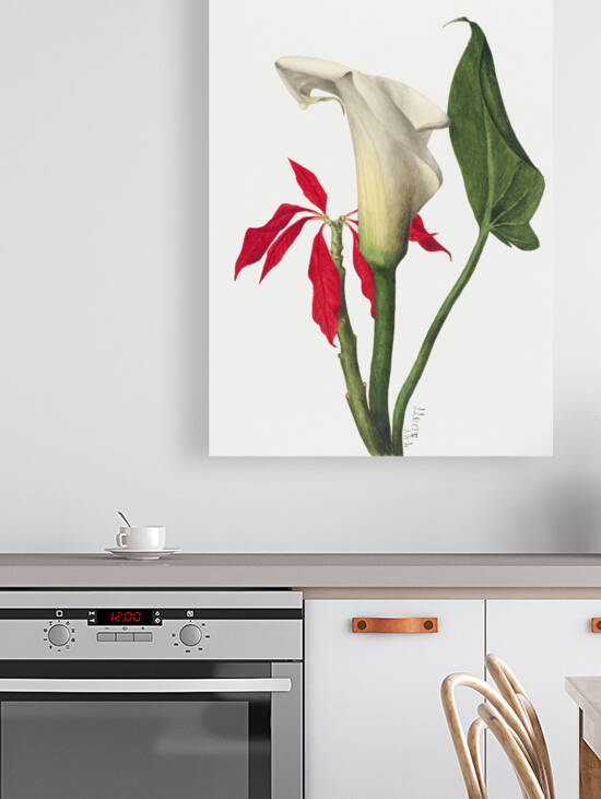 Calla Lily 1877 by IStockHistory com