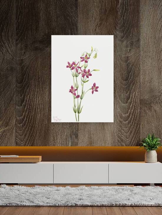 Centaurium Centaurium venustum 1925 by IStockHistory com