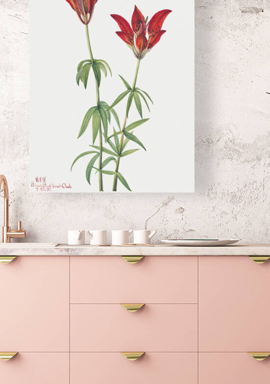 Wood Lily Lilium philadelphicum 1932 by IStockHistory com