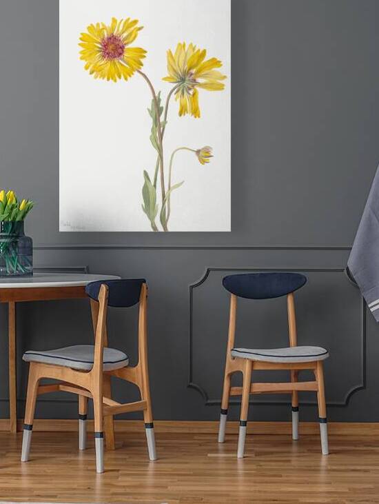 Perennial Gaillardia Gaillardia aristata 1904 by IStockHistory com