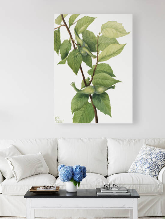 Beaked Hazelnut Corylus rostrata 1932 by IStockHistory com