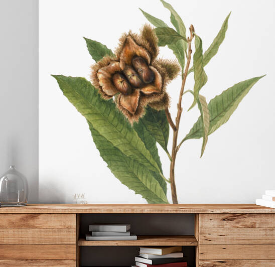 American Chestnut Castanea dentata 1932 by IStockHistory com