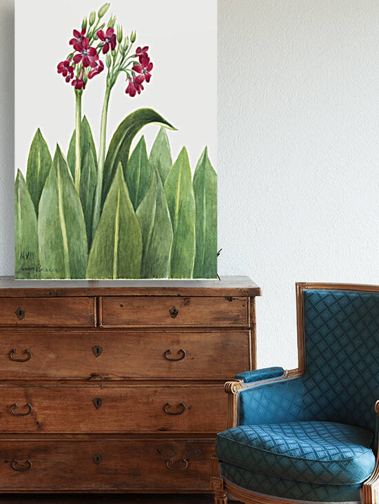 Primrose Primula parryi 1938 by IStockHistory com