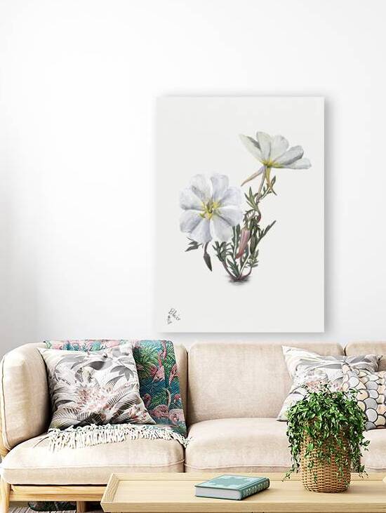 Giant Helleborine Epipactia gigantea 1880 by IStockHistory com