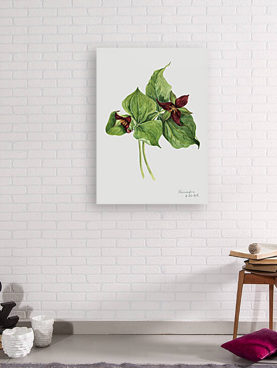 Giant Helleborine Epipactia gigantea 1880 by IStockHistory com