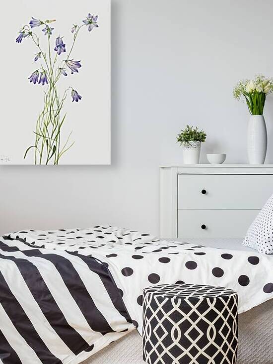 Harebell Campanula rotundifolia 1916 by IStockHistory com