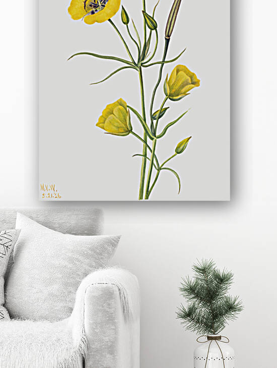 Harebell Campanula rotundifolia 1916 by IStockHistory com