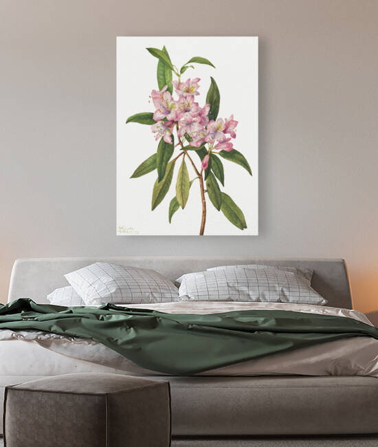 Rose Bay Rhododendron Rhododendron carolinianum 1932 by IStockHistory com