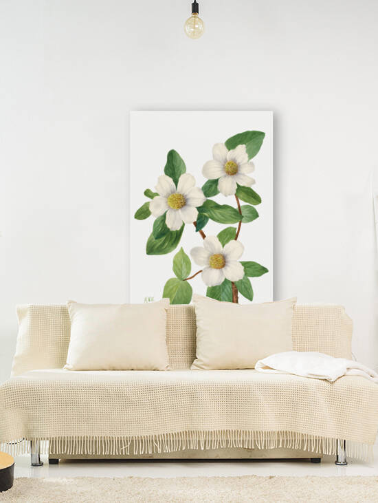 Pacific Dogwood Cornus nuttallii 1933 by IStockHistory com