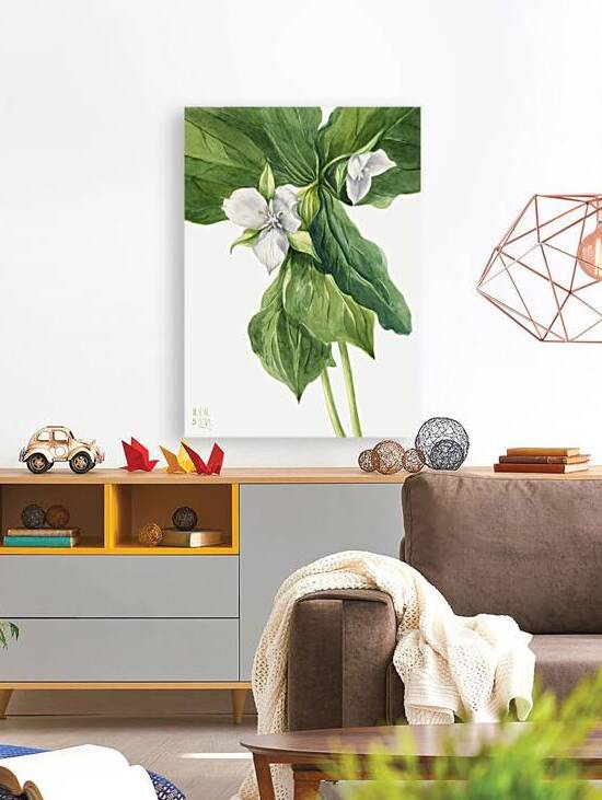 Farewell to Spring Godetia amoena lilja 1930 by IStockHistory com