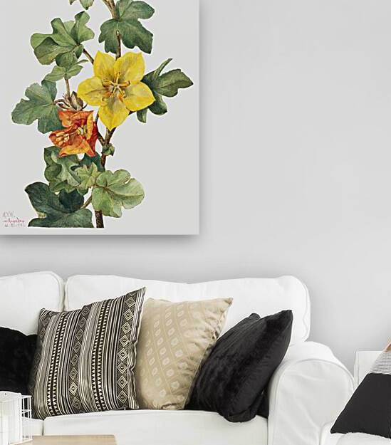 Red Willowweed Epilobium latifolium 1911 by IStockHistory com