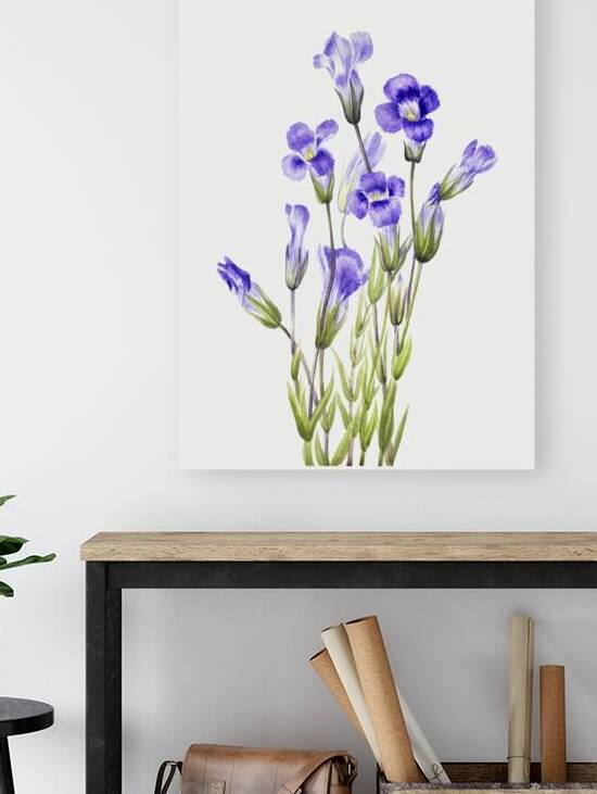 Fringed Gentian Gentiana elegana 1933 by IStockHistory com