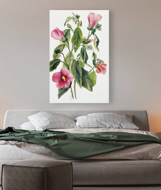 Rose Gentian Sabbatia angularis 1880  by IStockHistory com