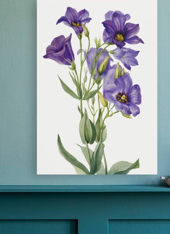 Eustoma russelianum 1930 by IStockHistory com