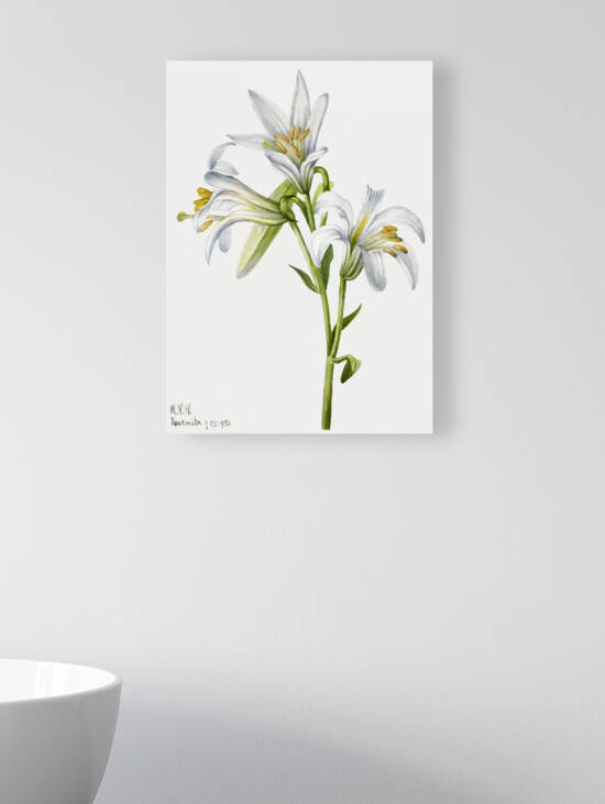 Washington Lily Lilium washingtonianum 1933 by IStockHistory com