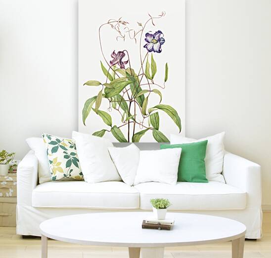 Curly Clematis Clematis crispa 1925 by IStockHistory com