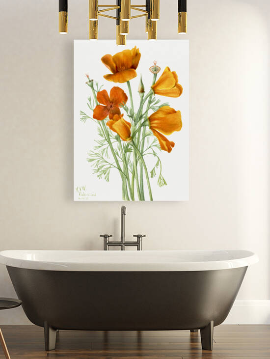 Curly Clematis Clematis crispa 1925 by IStockHistory com