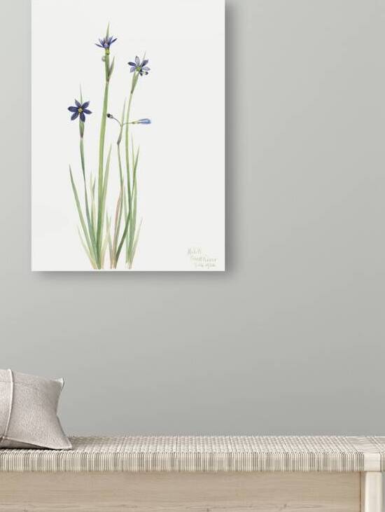 Blue-eyed-grass Sisyrinchium angustifolium 1920 by IStockHistory com