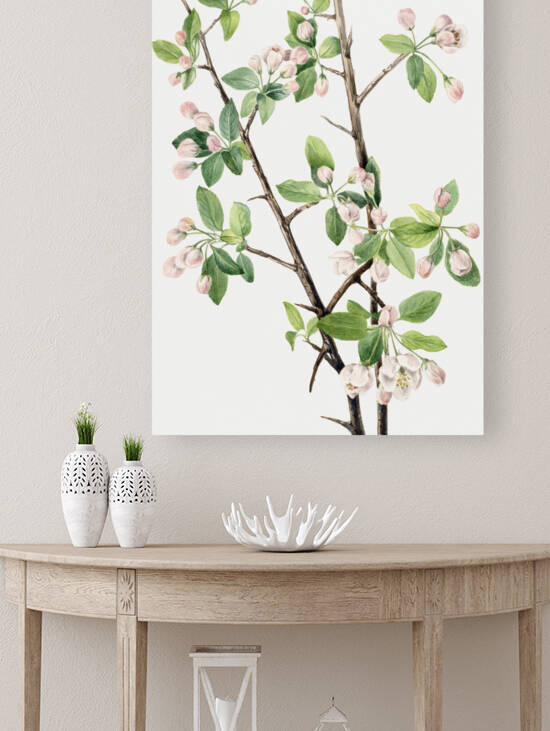 Wild Sweet Crab Malus coronaria 1920 by IStockHistory com