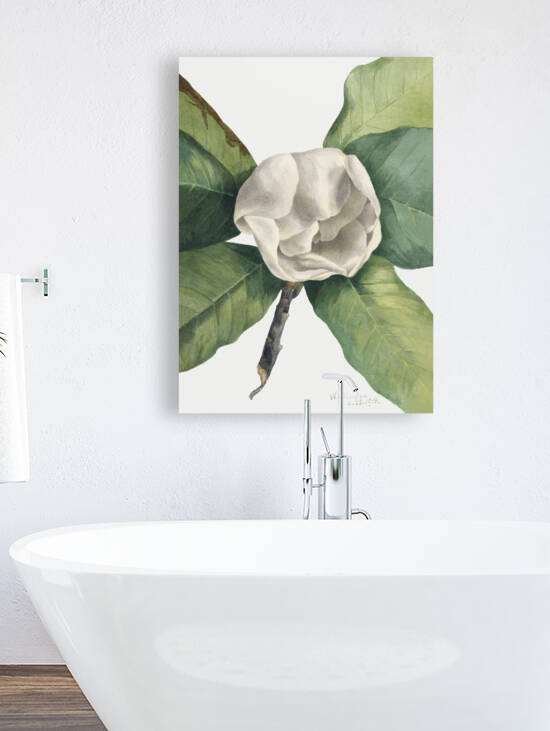 Southern Magnolia Magnolia grandiflora 1918 by IStockHistory com