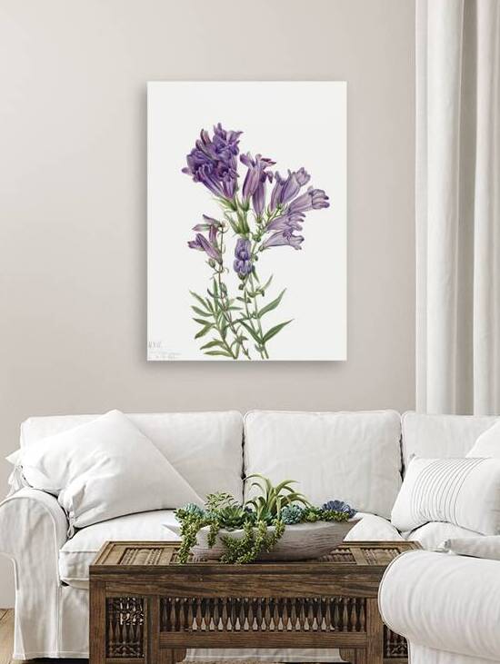 Rose Mallow Hibiscus moscheutos 1878 by IStockHistory com