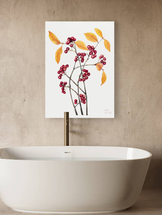 Red Chokeberry Aronia arbutifolia 1920 by IStockHistory com