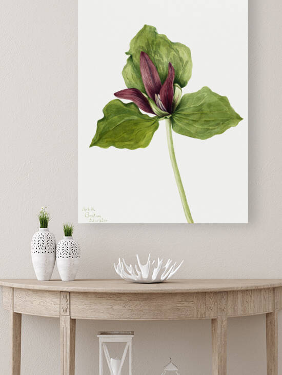 Giant Trillium Trillium chloropetalum 1921 by IStockHistory com