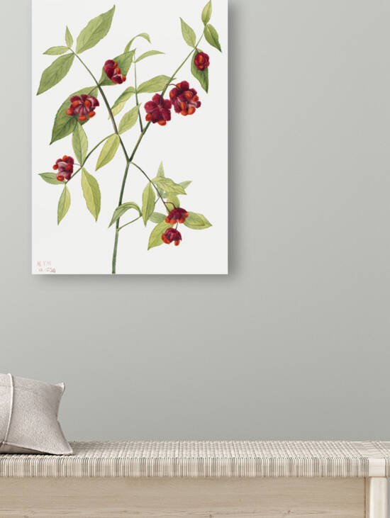 Winterberry Ilex verticillata 1920 by IStockHistory com