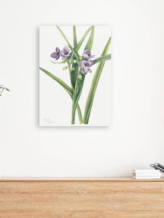 Virginia Spiderwort Tradescantia virginiana 1920 by IStockHistory com