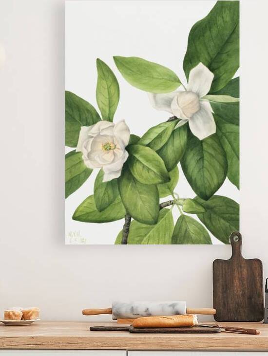 Sweetbay Magnolia virginiana 1927 by IStockHistory com