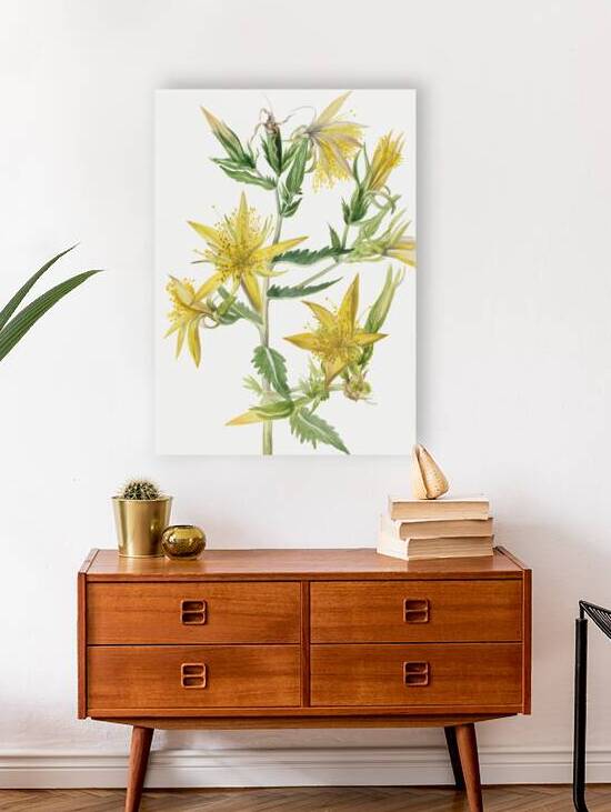 Blazing Star Mentzelia laevicaulis 1930 by IStockHistory com