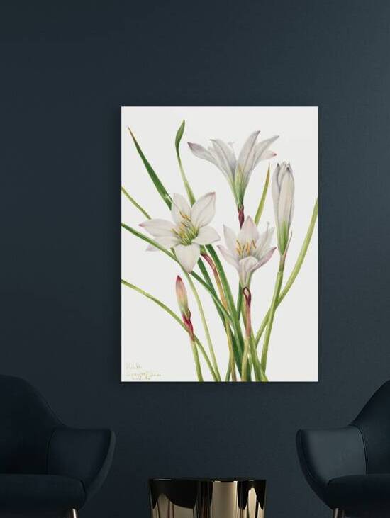 Atamasco Lily Atamosco atamasco 1925 by IStockHistory com