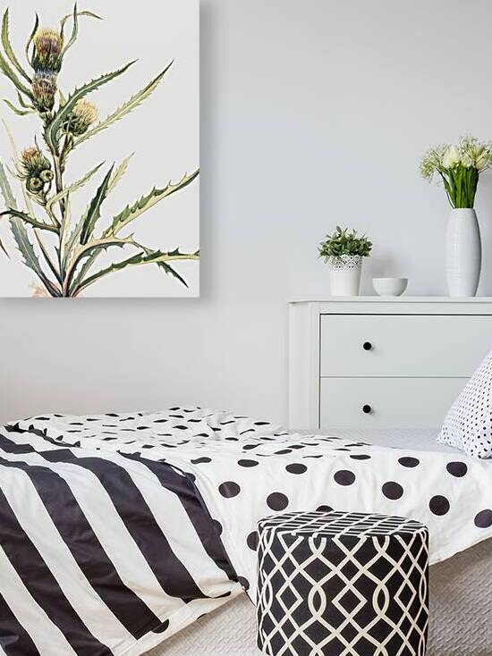 White Thistle Cirsium hookeranum by IStockHistory com