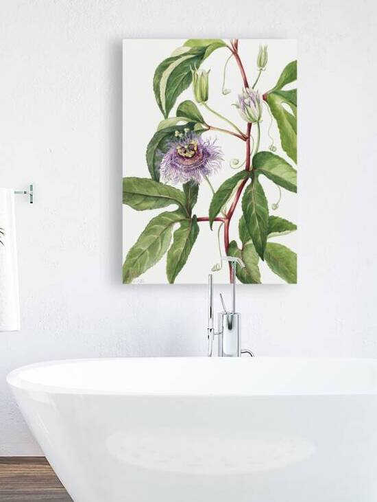 Maypop Passiflora incarnata 1926 by IStockHistory com