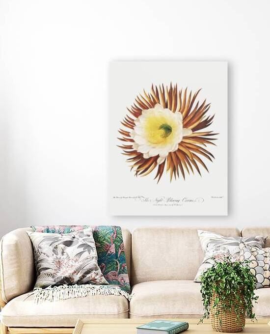 The Night–Blowing Cereus by IStockHistory com