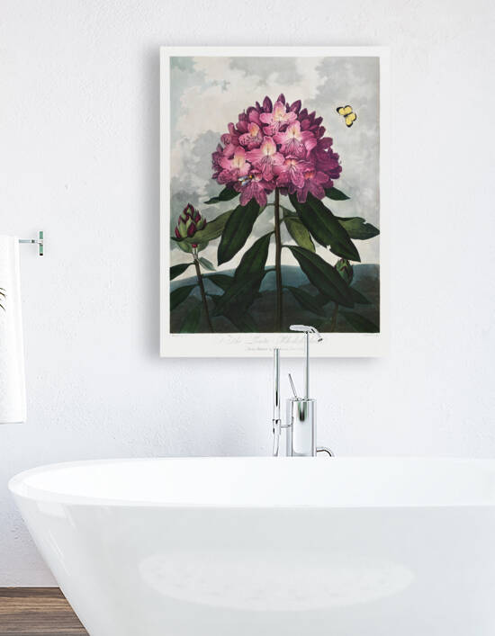 The Pontic Rhododendron by IStockHistory com