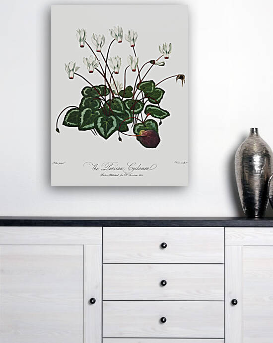 The Narrow–Leaved Kalmia by IStockHistory com