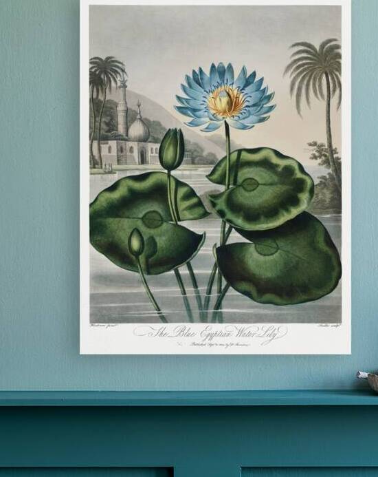 The Blue Egyptian Water-Lily by IStockHistory com
